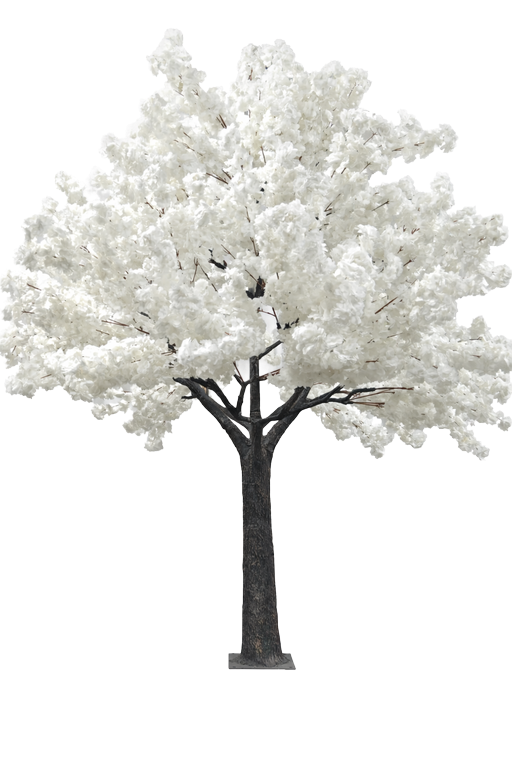 Cherry Blossom White Tree