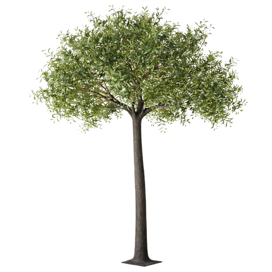 Luxury Olive Tree Wedding Decor